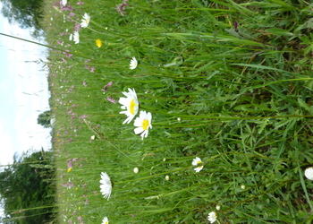 Große Wiesen-Margerite (Leucanthemum ircutianum) - © Philipp Sengl